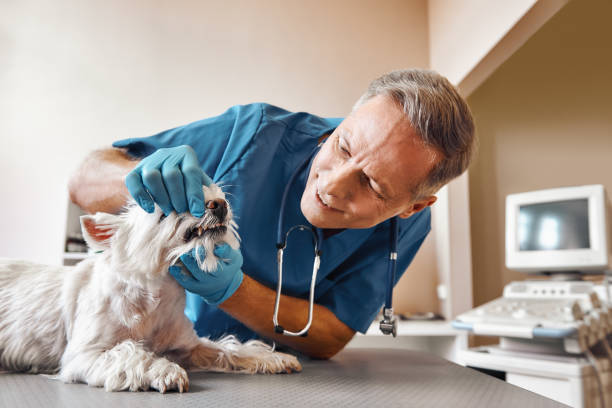Best Same-Day Emergency Dentist in Iuka, MS